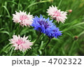 ヤグルマソウ