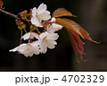 山桜