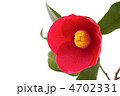 椿の花