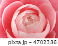 乙女椿