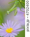 振り向くカマキリ