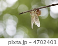 夏蝉（セミ）の羽化