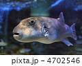 水槽の中で泳いでいるモヨウフグの成魚