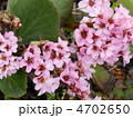 ヒマラヤユキノシタ