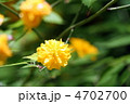 山吹の花