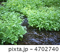 湧水池のクレソン