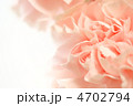 カーネーション