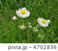 ハルジオン