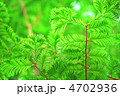 メタセコイヤの新緑