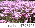 満開の芝桜