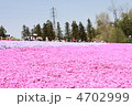 満開の芝桜と観光客