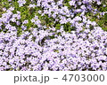 満開の芝桜