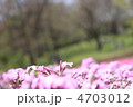 つぼみの芝桜