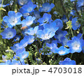 ネモフィラの花に遊ぶ蜂