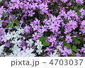 満開の白色芝桜と紫色の芝桜
