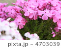 満開の白とピンクの芝桜