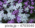 満開白と紫の芝桜