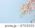晴天 満開の桜と葉桜
