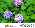 雨の日の紫陽花