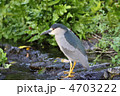 獲物を狙うゴイサギ 獲物を狙うゴイサギ