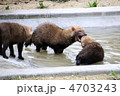 ヤブイヌの水遊び