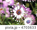 オステオスペルマムの花