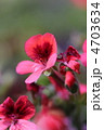エンジェルアイズの花