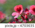 エンジェルアイズの花