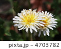 白花タンポポ