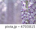 光に包まれた幻想的な雰囲気の長藤の花