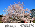 国立劇場前の桜（神代曙）