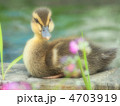 可愛い盛り　カルガモのヒナ