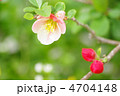 ボケの花