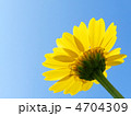 春菊の花（トウ立ち）