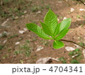 リョウブの新芽