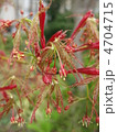 枝垂れもみじの花