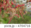 枝垂れもみじの花