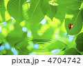 テントウ虫と葉っぱと水