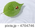 テントウ虫と葉っぱと水