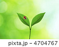 てんとう虫と葉っぱ
