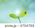 てんとう虫と葉っぱ