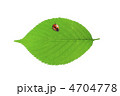 てんとう虫と葉っぱ