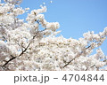 桜　１