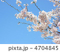 桜　２