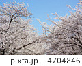 桜　３