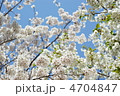 桜　４
