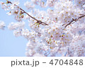 桜　５