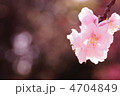 桜　６