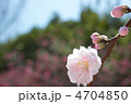 桜　７