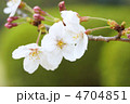 桜　８